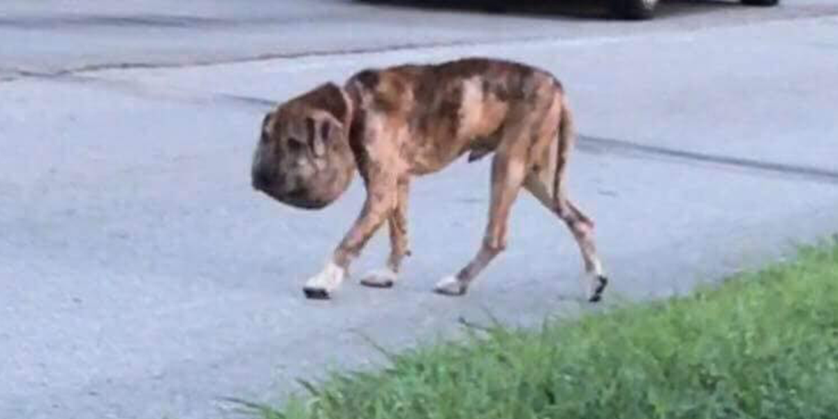 Dog With Swollen Head Had Shoelace Tied Around His Neck The Dodo