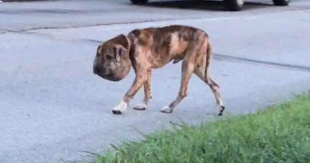 Dog With Swollen Head Had Shoelace Tied Around His Neck - The Dodo