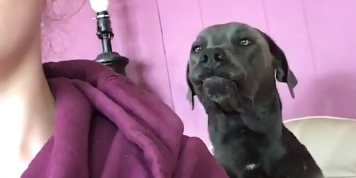 Grumpy Dodo Happy Dog Has A Smile That Looks SO Grumpy - Videos - The Dodo