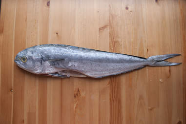 fish