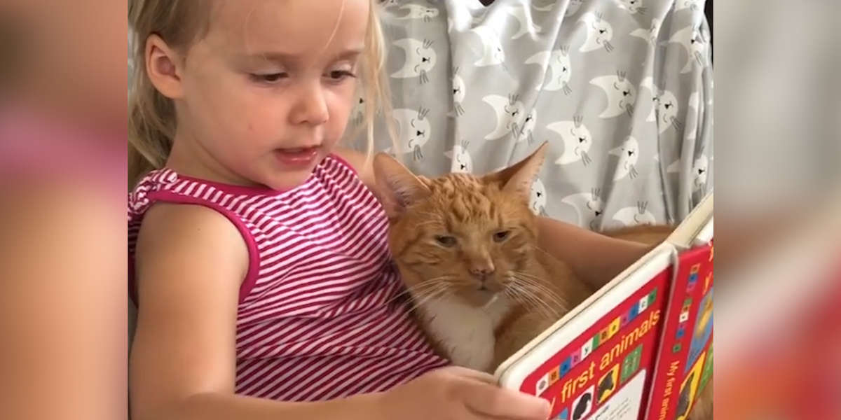 Little Girl Shows Her Cat The Sounds That Animals Make - Videos - The Dodo
