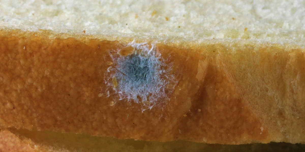 the-truth-about-moldy-bread-videos-nowthis