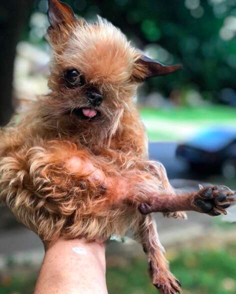 one eyed three legged dog