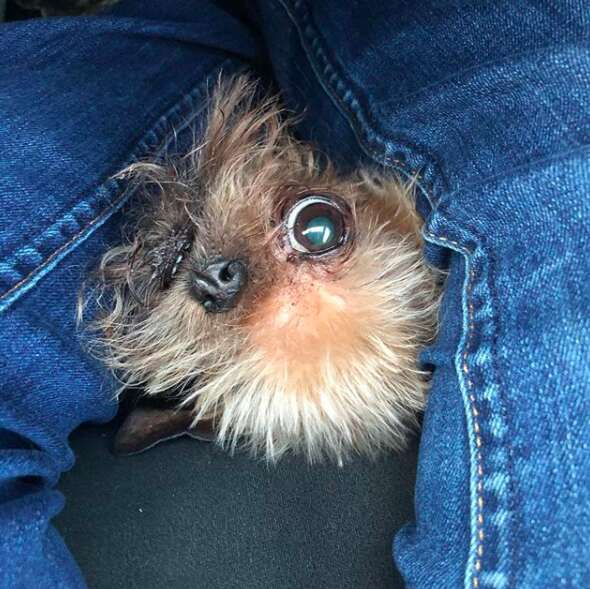 one eyed three legged dog