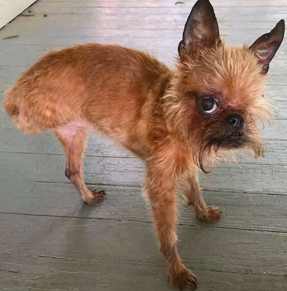 one eyed three legged dog