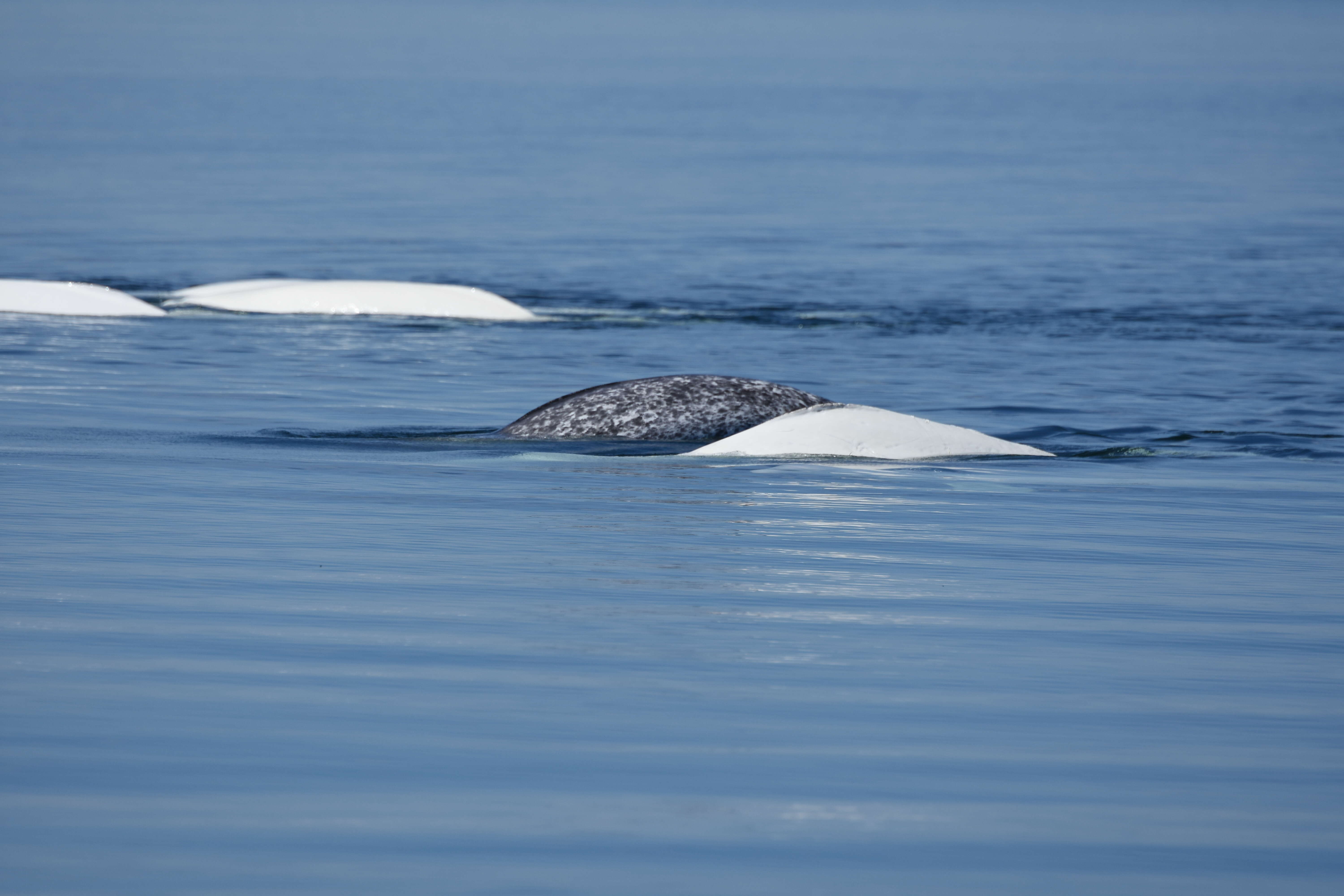 Narwhal spotted swimming with group of wild beluga friends