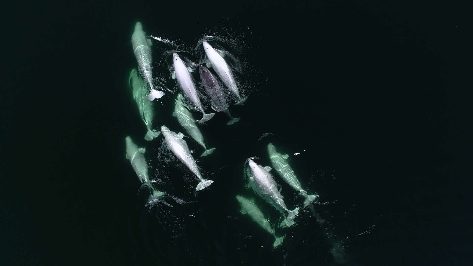 Narwhal spotted swimming with group of wild beluga friends