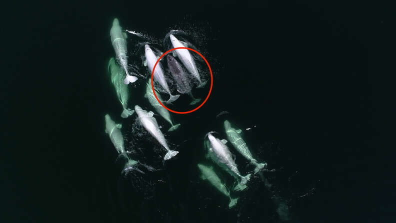 Narwhal spotted swimming with group of wild beluga friends