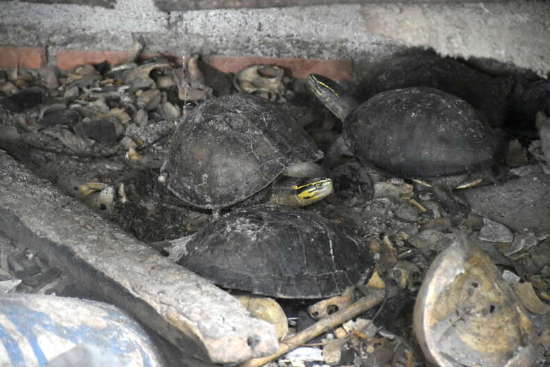 Turtles saved from temple in Thailand