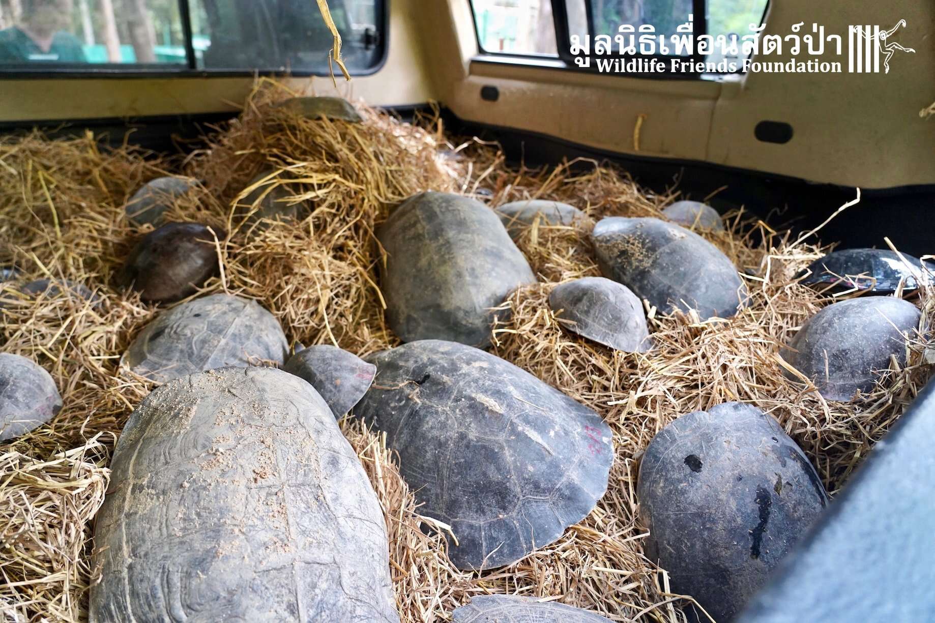 Turtles saved from temple in Thailand