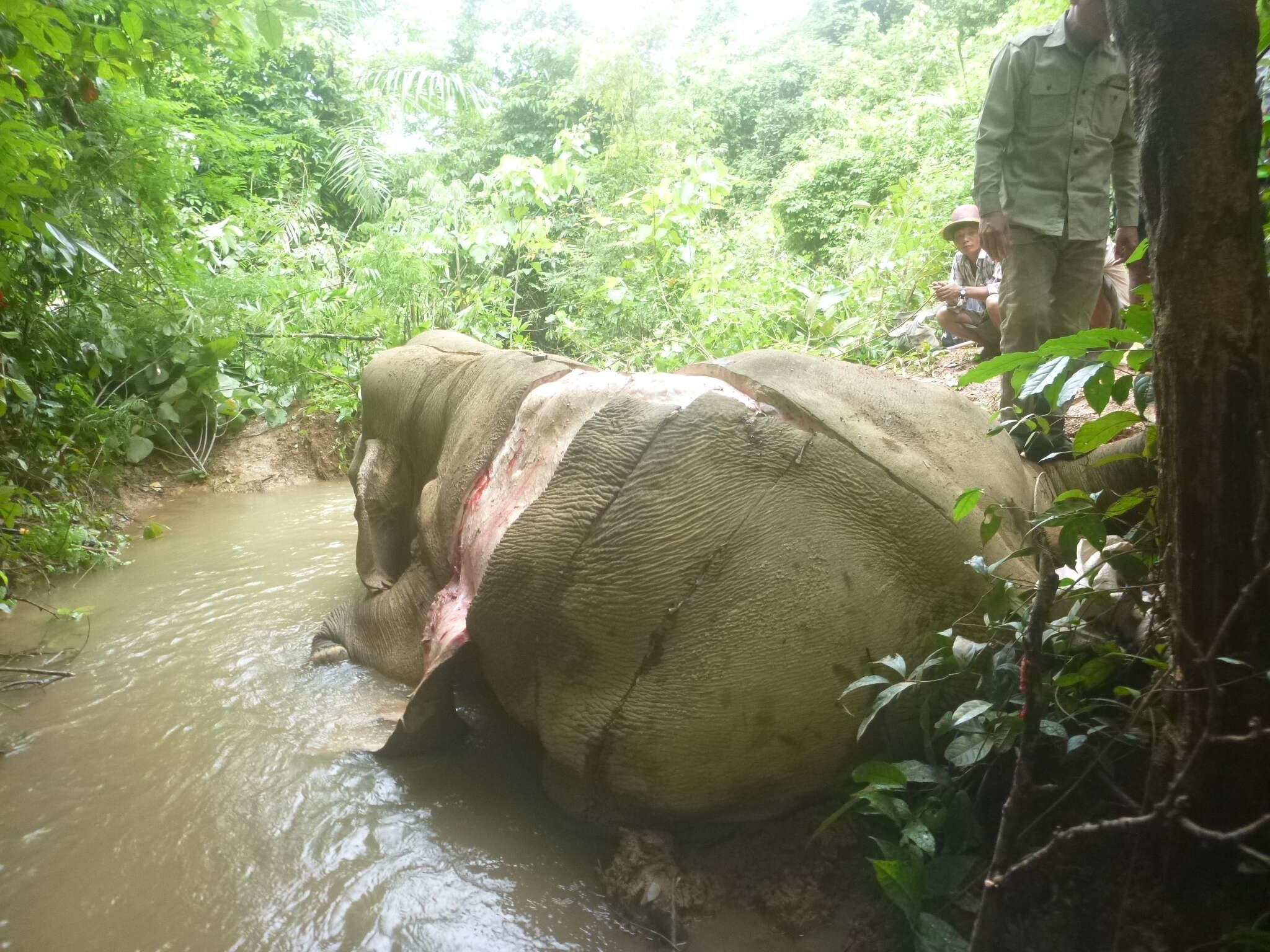Elephant victimized by skin trade