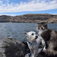 cat and dog hiking together