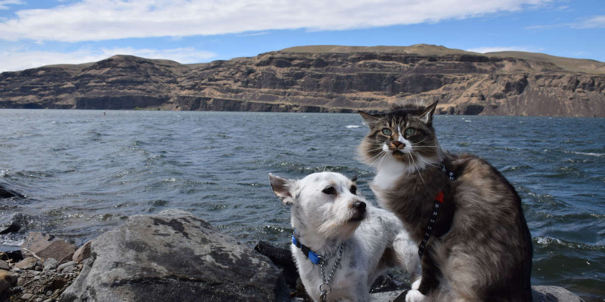 Dog His Fears By Hiking With His Cat Best Friend The Dodo