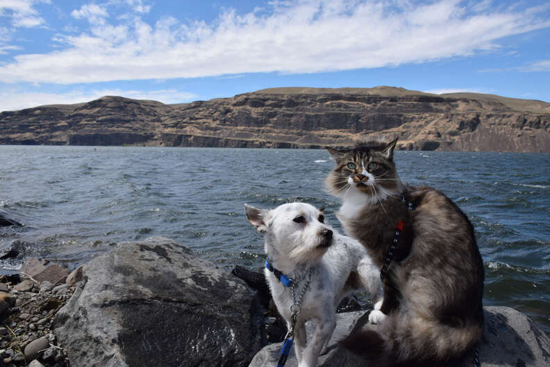 cat and dog go hiking together