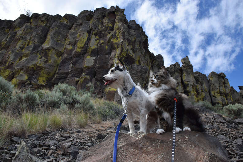 cat and dog go hiking together