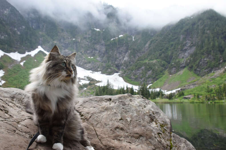 cat and dog go hiking together