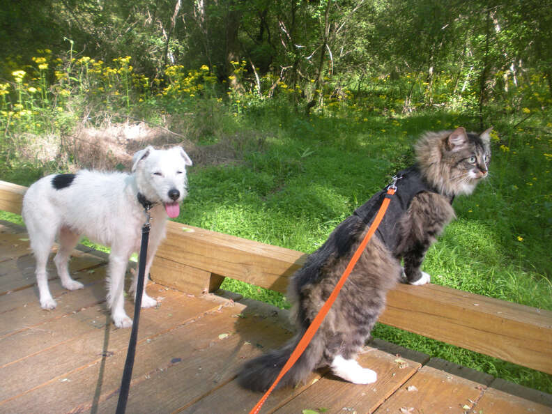 dog and cat go hiking together