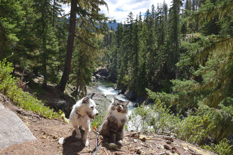 cat and dog go hiking together