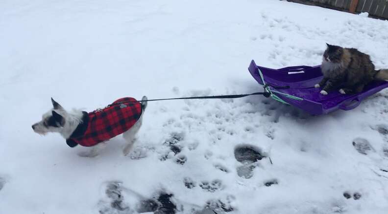 cat and dog go hiking together