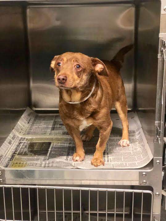 Chihuahua mix inside of kennel