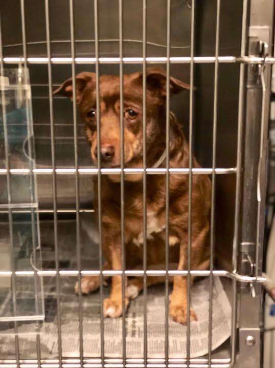 Dog with sad looking eyes inside kennel