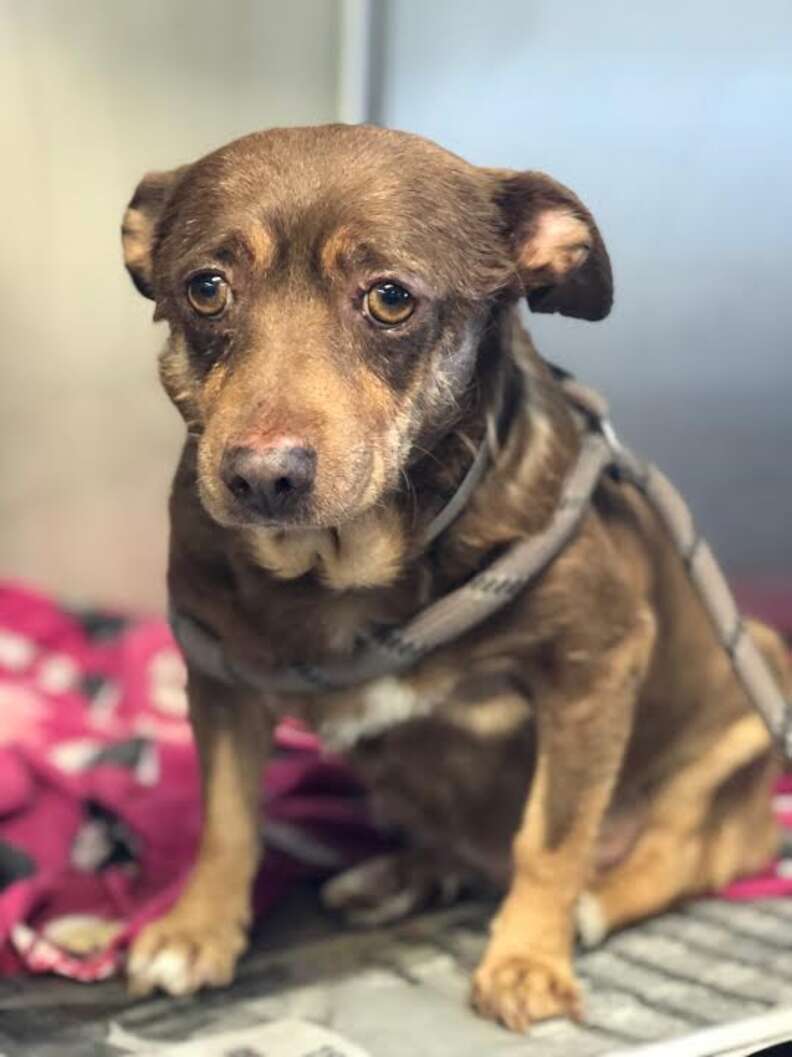 Chihuahua mix with sad looking eyes