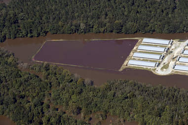 Flooded pig farm