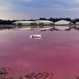 Lagoon of waste at pig farm