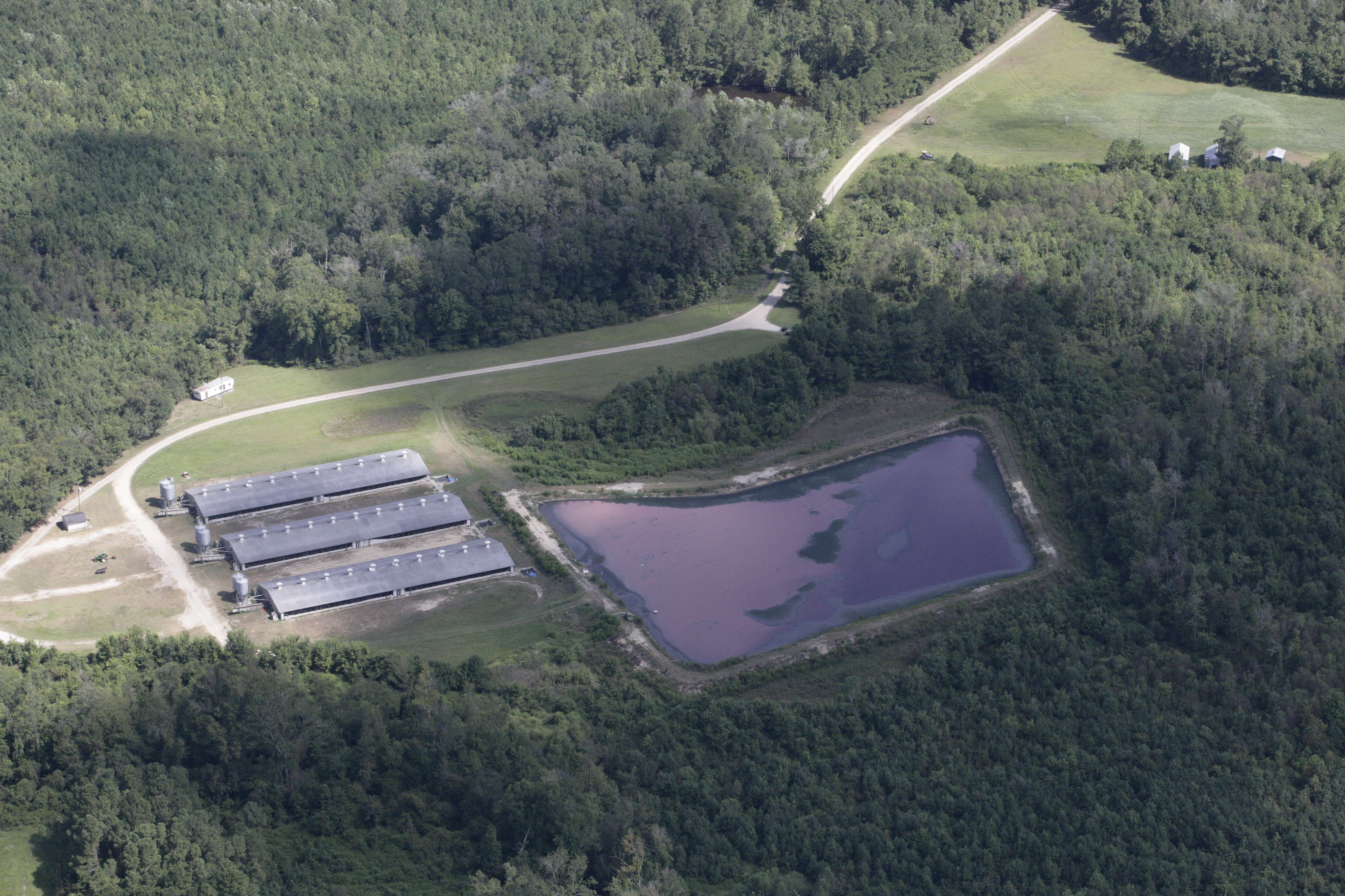 Pig farm before Hurricane Florence