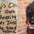 Senior Dog Tied To Street Pole With Saddest Note About His Past