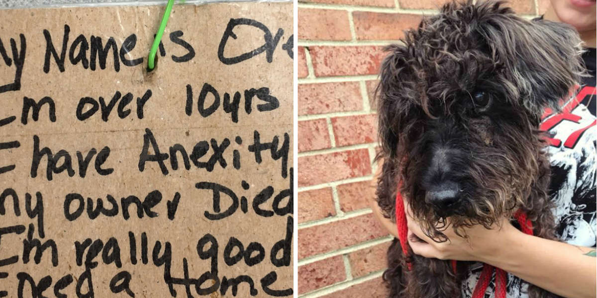 Blind Senior Dog Found Tied To Pole With Note Hanging From Collar - The ...