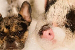Dog And Pig Are The Cutest, Closest Brothers Ever