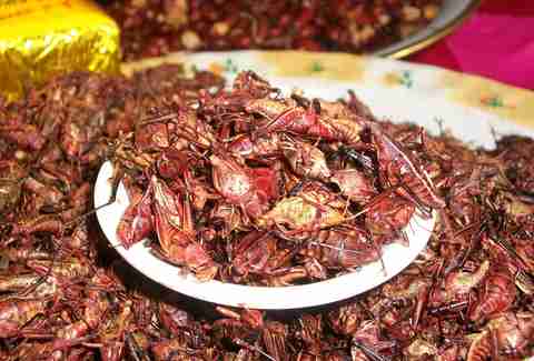 Chapulines