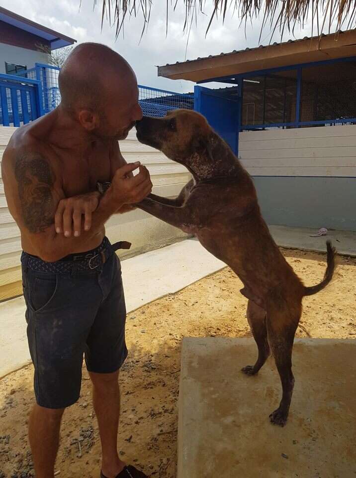 Dog standing up on hind legs to greet man