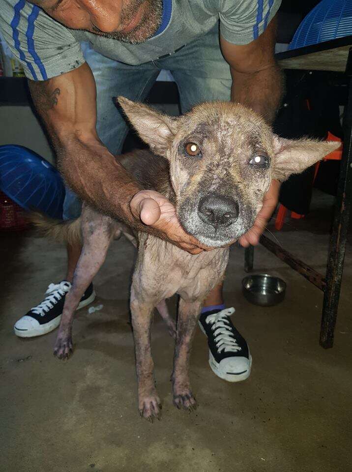 Dog with severe case of mange