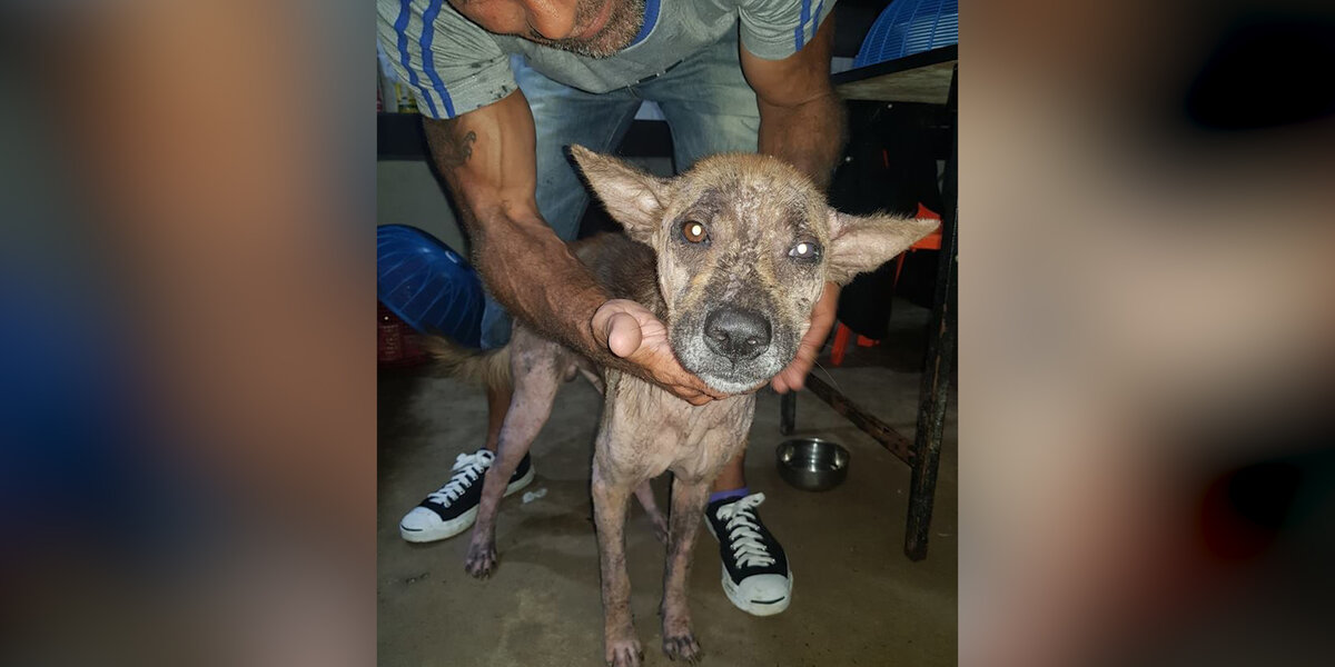 Dog With Mange Rescued From Streets In Cambodia - The Dodo