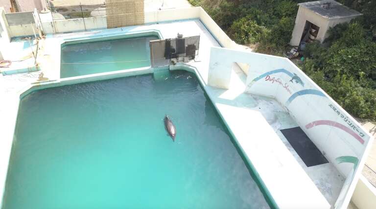 Dolphin logging in captive pool