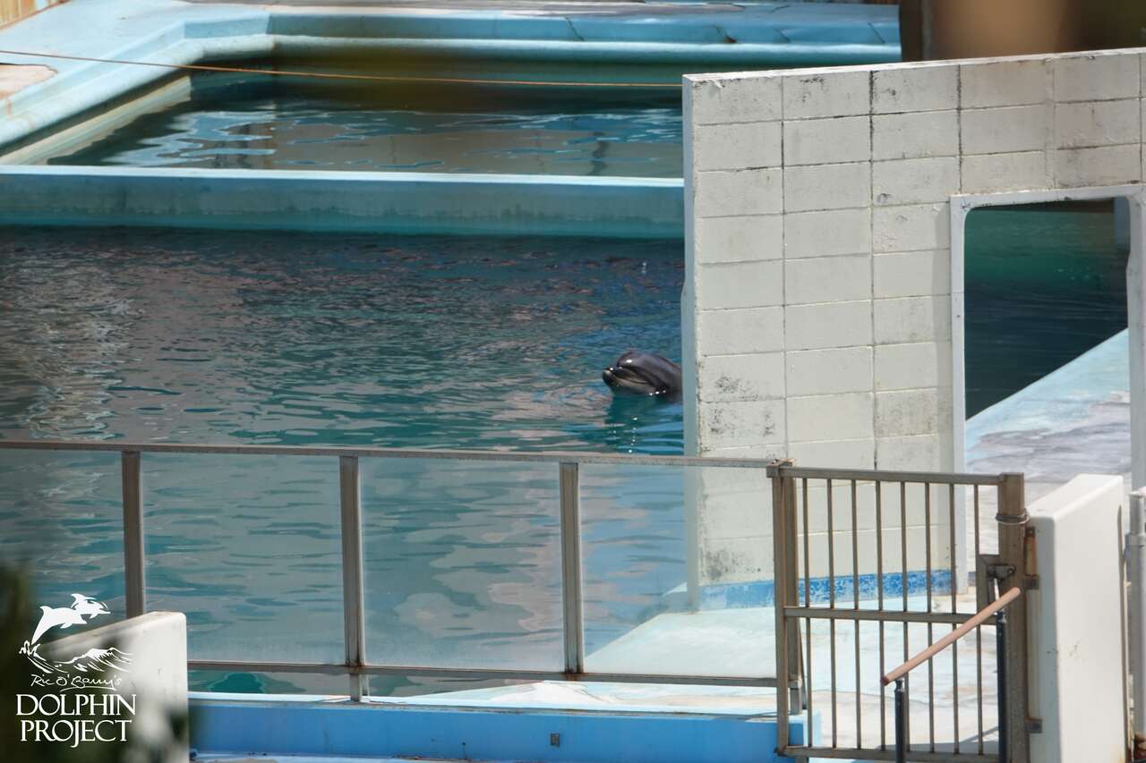 Captive dolphin at abandoned marine park