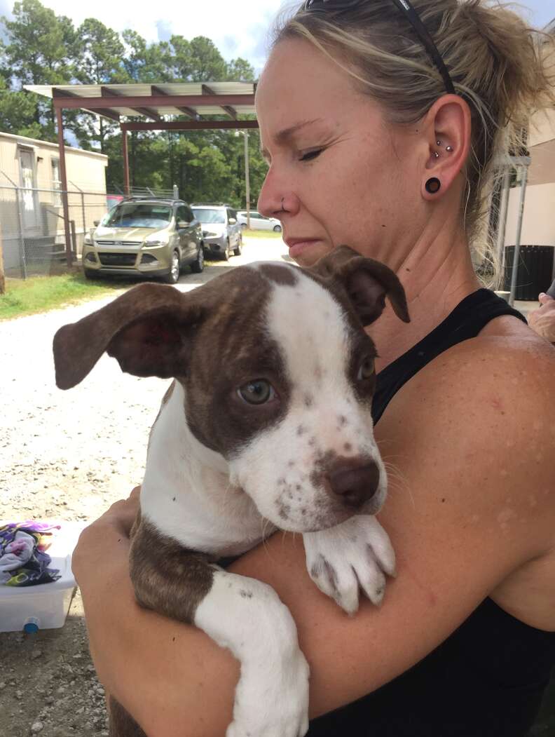 Stranded shelter dog saved from Hurricane Florence