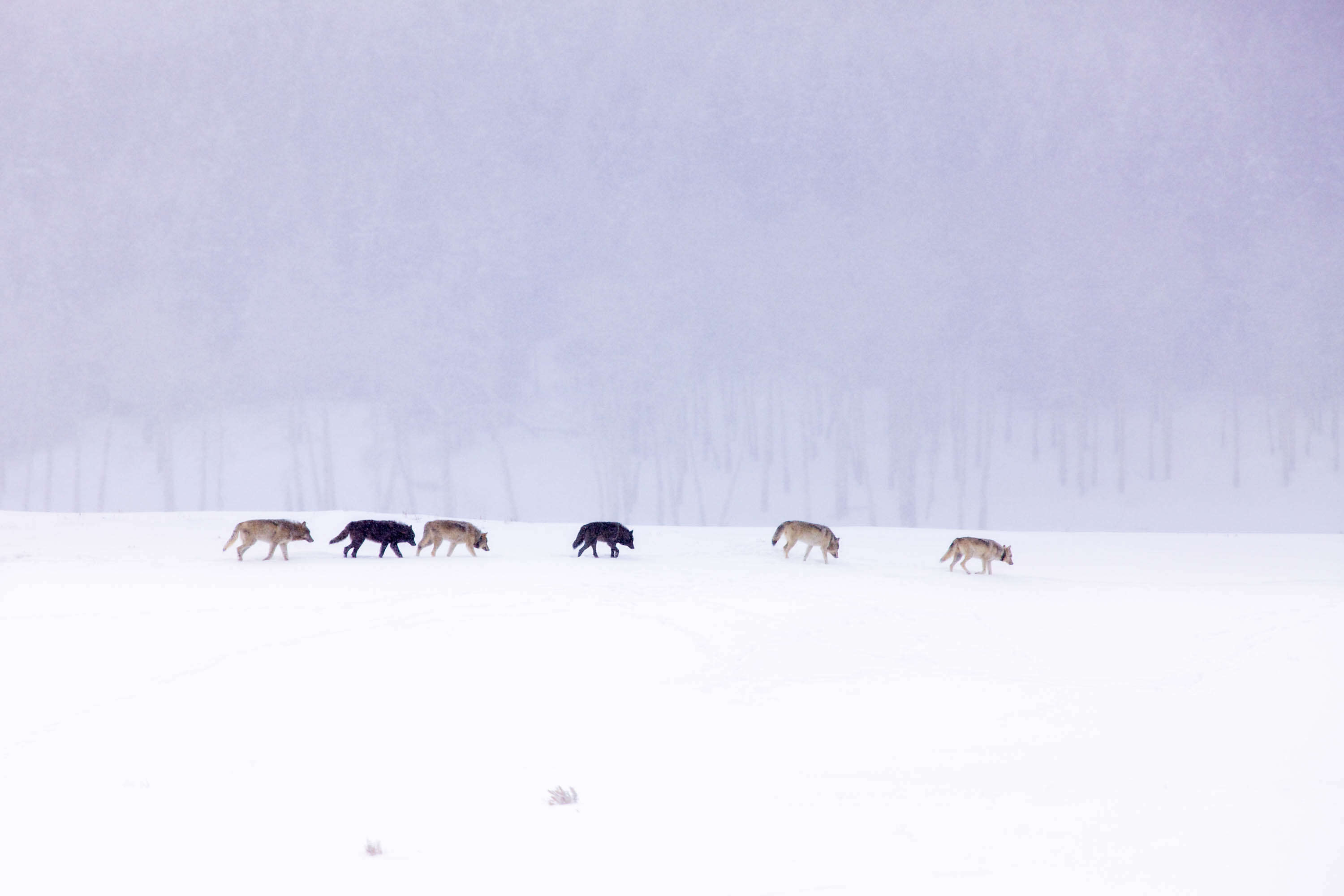  Lamar valley of Yellowstone National Park