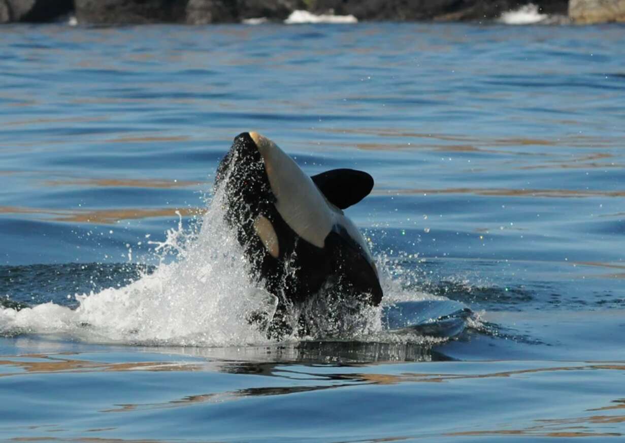 Wild orca Scarlet presumed dead after illness