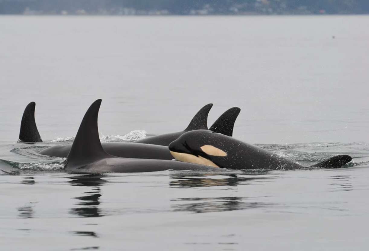 Scarlet, wild orca presumed dead, formerly swimming with family