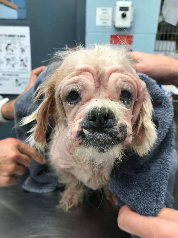 Rescued dog wrapped up in blanket