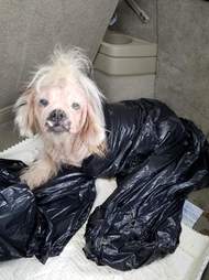 Hairless shih tzu in plastic bag