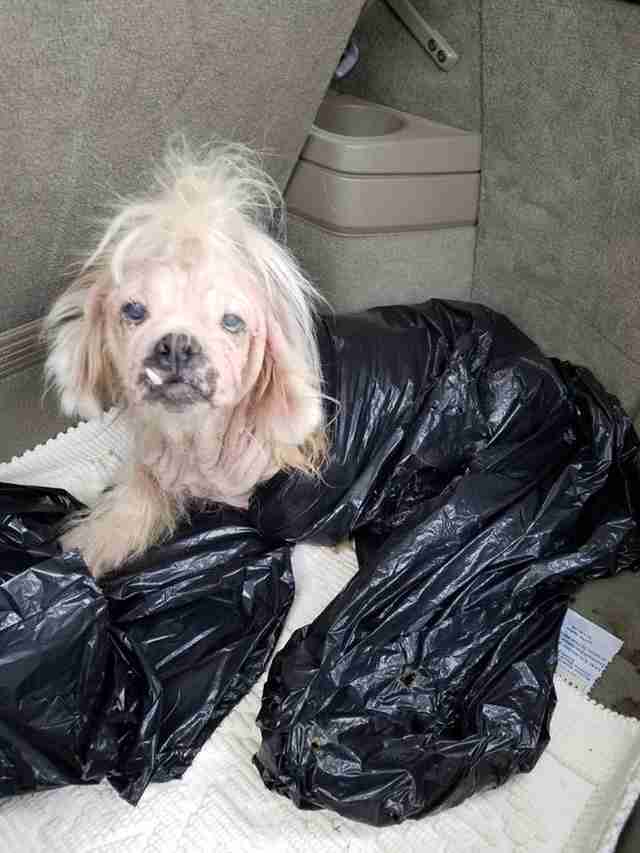 Neglected Shih Tzu Arrived At Virginia Shelter In Garbage Neglected Shih Tzu Arrived At Virginia Shelter In Garbage
