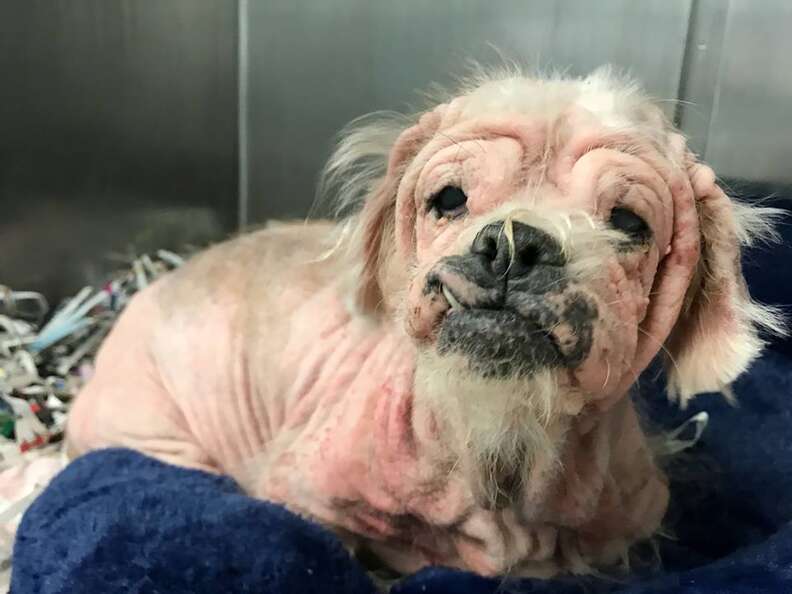 Hairless shih tzu sitting on blanket