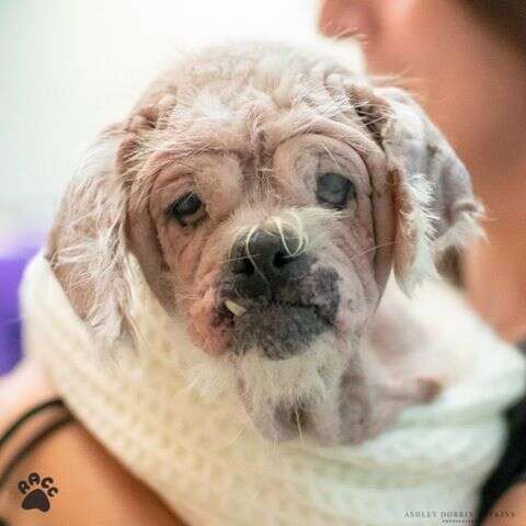 Hairless Shih Tzu wrapped up in blanket