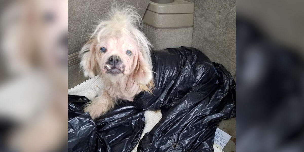 Little 'Walrus' Dog Left At Shelter In Garbage Bag