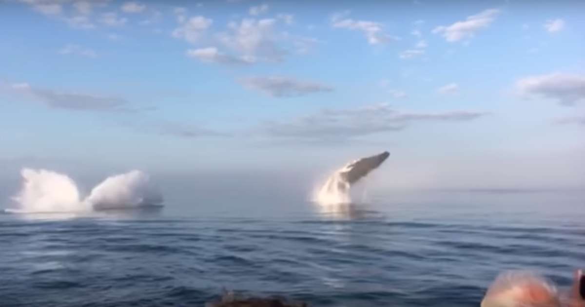 Three Humpback Whales Breach at the Same Time in Stunning Video - Thrillist