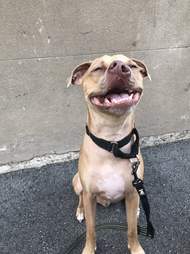 dog with twisted nose